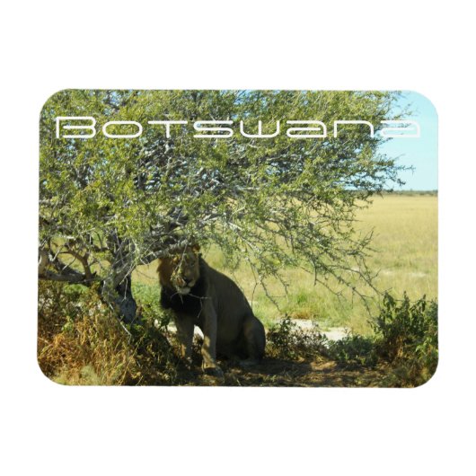 Botswana Central Kalahari Lion Savannah Travel Magnet (Horizontal)