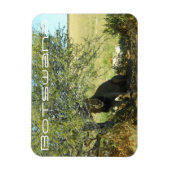 Botswana Central Kalahari Lion Savannah Travel Magnet (Vertikal)