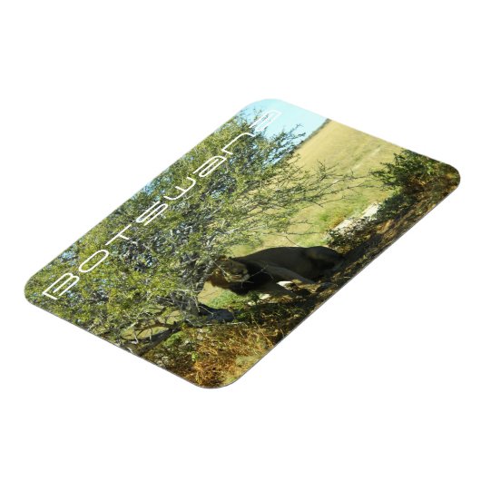 Botswana Central Kalahari Lion Savannah Travel Magnet (Linke Seite)
