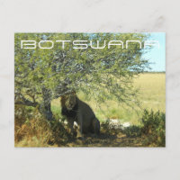 Botswana Central Kalahari Lion Savannah Travel