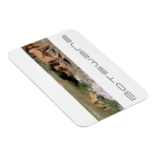 Botswana Central Kalahari Lions Savannah Travel Magnet (Rechte Seite)