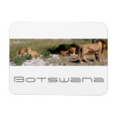 Botswana Central Kalahari Lions Savannah Travel Magnet (Horizontal)