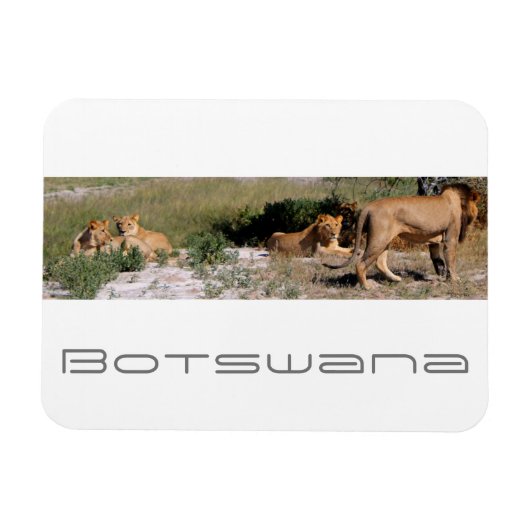 Botswana Central Kalahari Lions Savannah Travel Magnet (Horizontal)