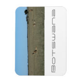 Botswana Central Kalahari Lions Savannah Travel Magnet (Vertikal)