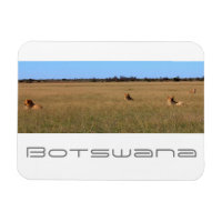 Botswana Central Kalahari Lions Savannah Travel