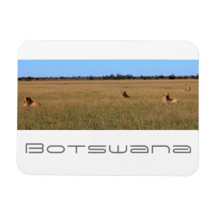 Botswana Central Kalahari Lions Savannah Travel Magnet