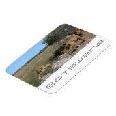 Botswana Central Kalahari Lions Savannah Travel Magnet (Linke Seite)
