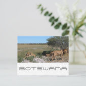Botswana Central Kalahari Lions Savannah Travel Postkarte (Stehend Vorderseite)