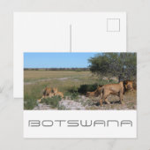 Botswana Central Kalahari Lions Savannah Travel Postkarte (Vorne/Hinten)