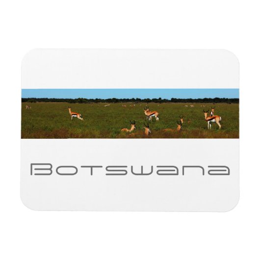 Botswana Central Kalahari Savannah Springboks Magnet (Horizontal)