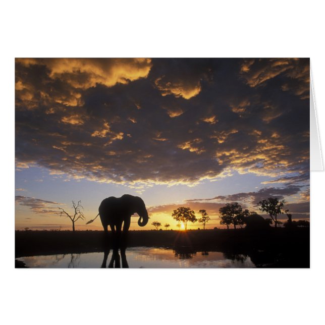 Botswana, Chobe National Park, Elephant (Vorderseite (Horizontal))