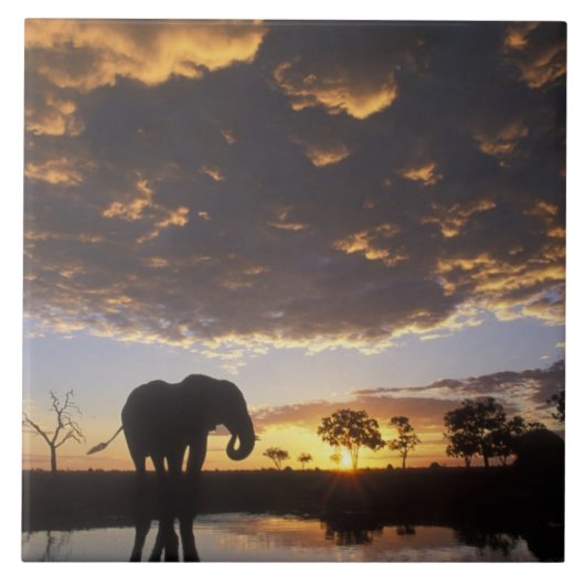Botswana, Chobe National Park, Elephant Fliese (Vorderseite)