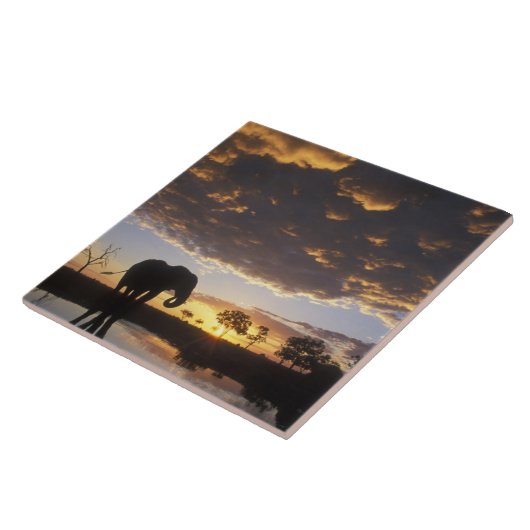 Botswana, Chobe National Park, Elephant Fliese (Seite)