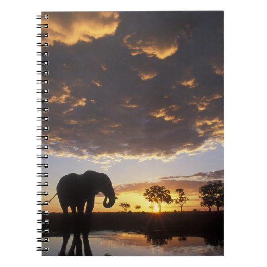 Botswana, Chobe National Park, Elephant Notizblock (Vorderseite)