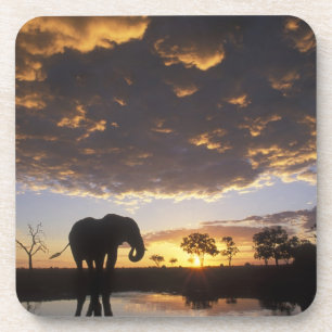 Botswana, Chobe National Park, Elephant Untersetzer