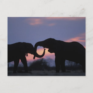 Botswana, Chobe National Park, Elephants Postkarte