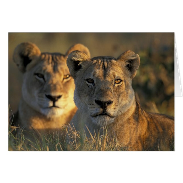 Botswana, Chobe National Park, Lionesses (Vorderseite (Horizontal))