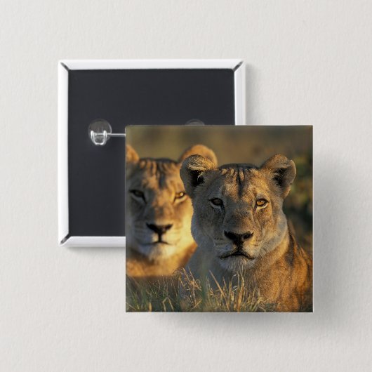 Botswana, Chobe National Park, Lionesses Button (Vorne & Hinten)