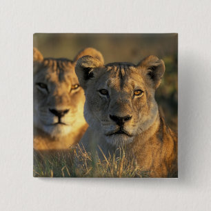 Botswana, Chobe National Park, Lionesses Button