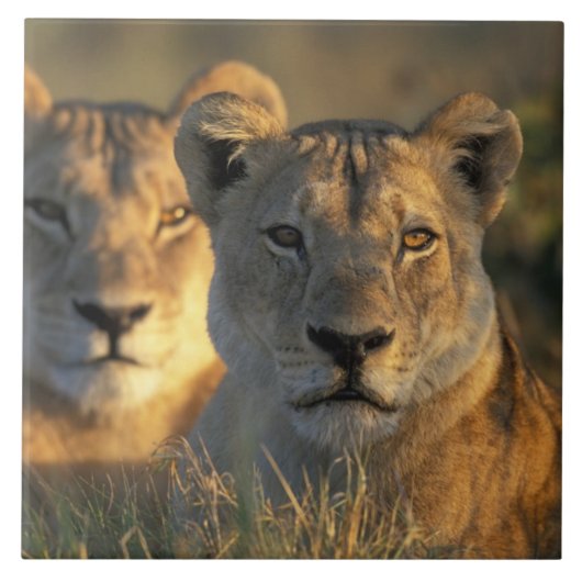 Botswana, Chobe National Park, Lionesses Fliese (Vorderseite)