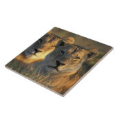 Botswana, Chobe National Park, Lionesses Fliese (Seite)