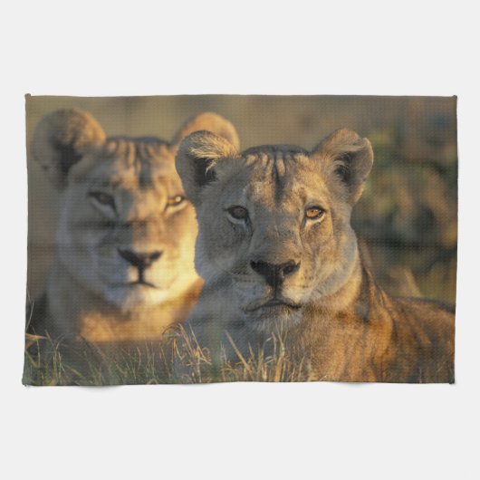 Botswana, Chobe National Park, Lionesses Handtuch (Horizontal)