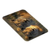 Botswana, Chobe National Park, Lionesses Magnet (Rechte Seite)