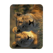 Botswana, Chobe National Park, Lionesses Magnet (Vertikal)