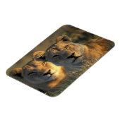 Botswana, Chobe National Park, Lionesses Magnet (Linke Seite)