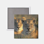 Botswana, Chobe National Park, Lionesses Magnet (Vorderseite/Rückseite)