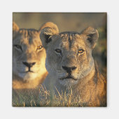 Botswana, Chobe National Park, Lionesses Magnet (Vorne)