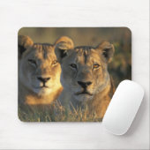 Botswana, Chobe National Park, Lionesses Mousepad (Mit Mouse)
