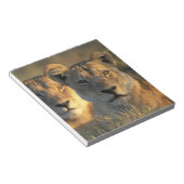 Botswana, Chobe National Park, Lionesses Notizblock (angewinkelt)