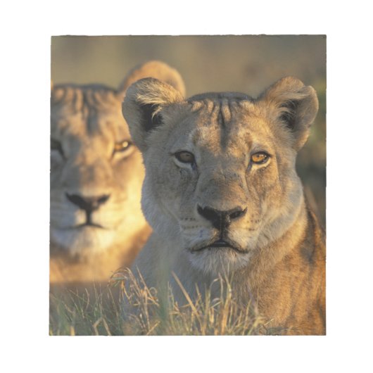 Botswana, Chobe National Park, Lionesses Notizblock (Vorderseite)