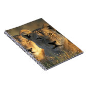 Botswana, Chobe National Park, Lionesses Notizblock (Rechte Seite)