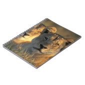 Botswana, Chobe National Park, Lionesses Notizblock (Linke Seite)