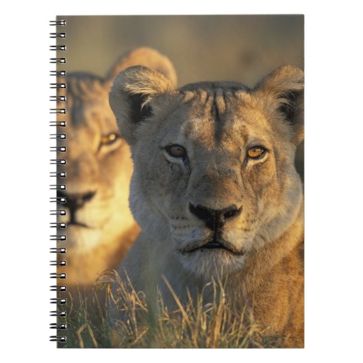 Botswana, Chobe National Park, Lionesses Notizblock (Vorderseite)