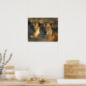 Botswana, Chobe National Park, Lionesses Poster (Küche)