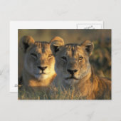 Botswana, Chobe National Park, Lionesses Postkarte (Vorne/Hinten)