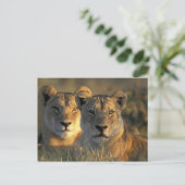 Botswana, Chobe National Park, Lionesses Postkarte (Stehend Vorderseite)
