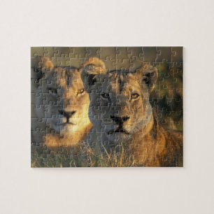 Botswana, Chobe National Park, Lionesses Puzzle