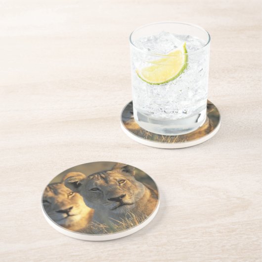 Botswana, Chobe National Park, Lionesses Untersetzer (Seite)