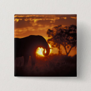 Botswana, Chobe-Nationalpark, Bullelefant Button