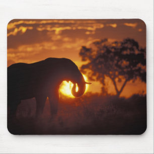 Botswana, Chobe-Nationalpark, Bullelefant Mousepad