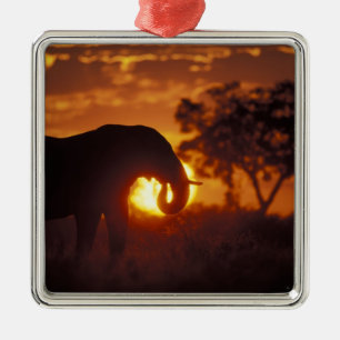 Botswana, Chobe-Nationalpark, Bullelefant Silbernes Ornament