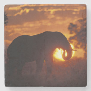 Botswana, Chobe-Nationalpark, Bullelefant Steinuntersetzer