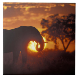Botswana, Chobe-Nationalpark, Bullen-Elefant Fliese