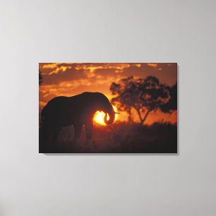 Botswana, Chobe-Nationalpark, Bullen-Elefant Leinwanddruck