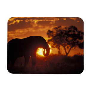 Botswana, Chobe-Nationalpark, Bullen-Elefant Magnet