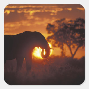 Botswana, Chobe-Nationalpark, Bullen-Elefant Quadratischer Aufkleber